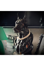 DIESEL DOBERMAN Dekoratif Doberman Büst