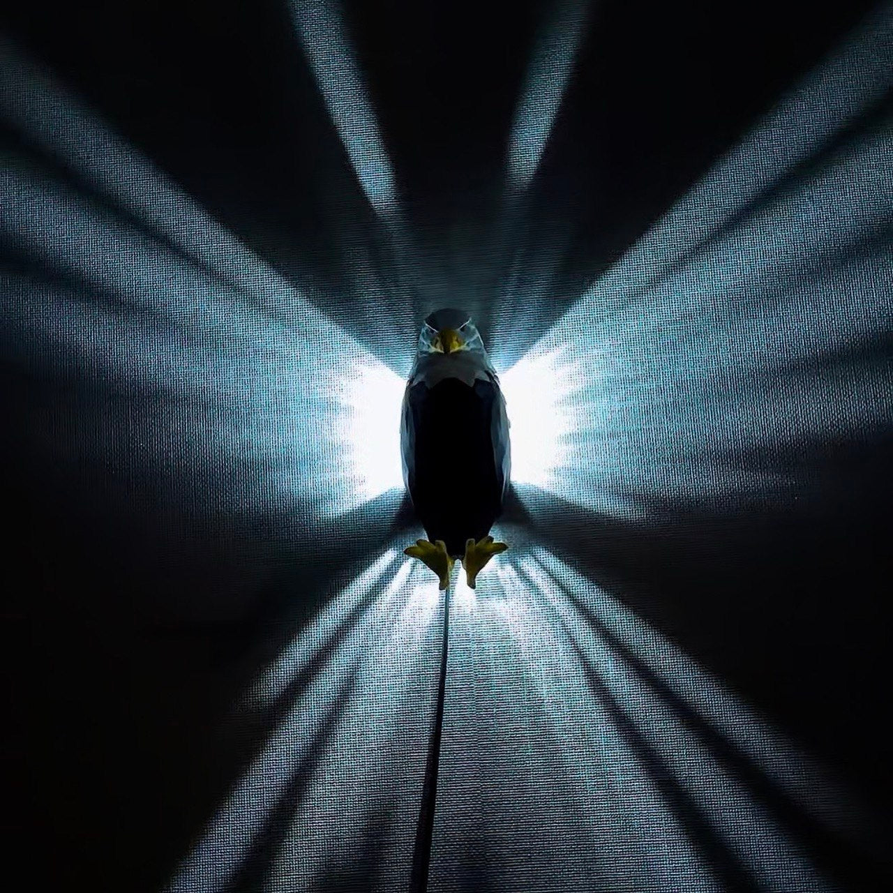 LED Işıklı Kartal Gece Lambası